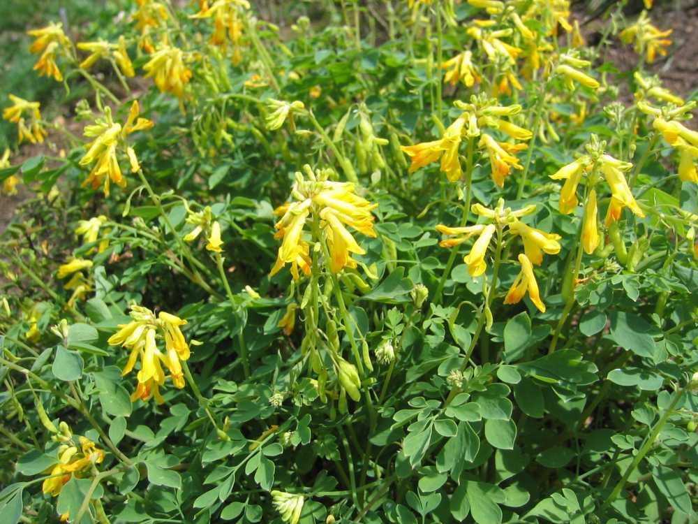 Pseudofumaria lutea (Falscher Erdrauch,, Gelbblühender Scheinlerchensporn)